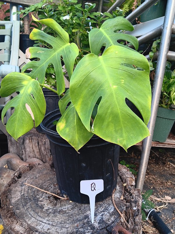 Monstera Q