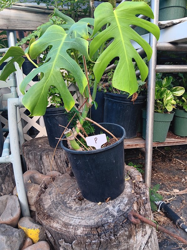 Monstera P