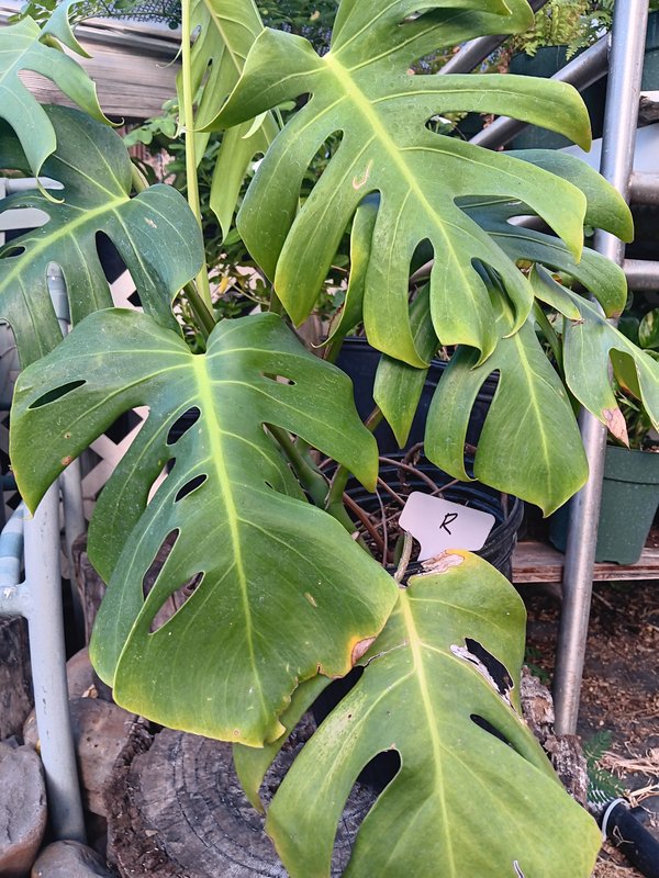 Monstera R
