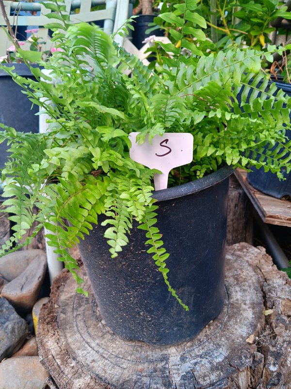 Boston Fern S