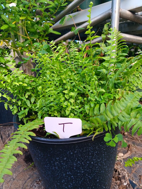 Boston Fern T