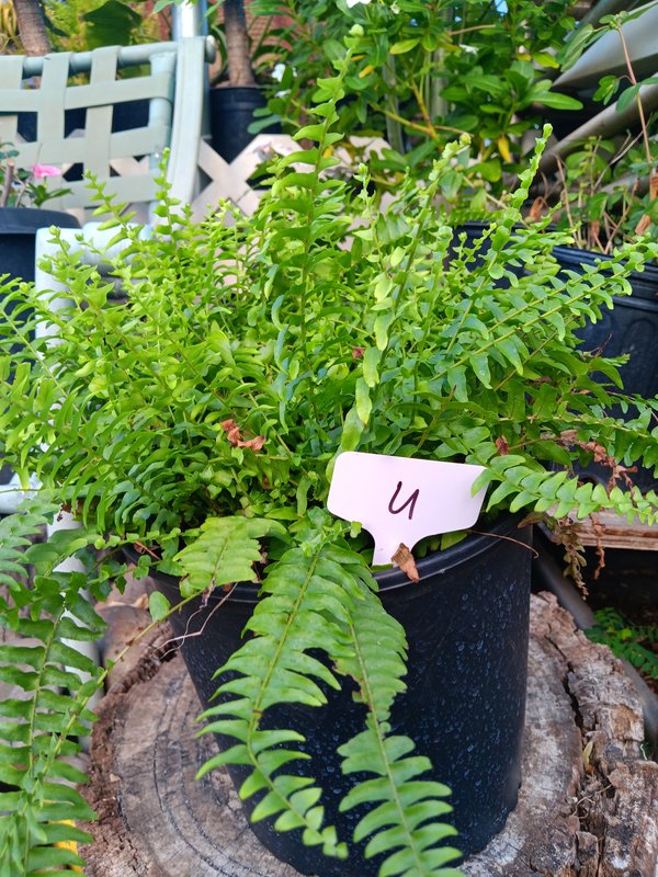 Boston Fern U