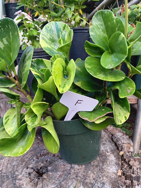 Variegated Peperomia F