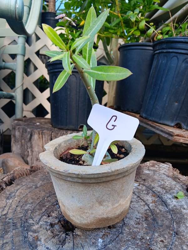 Small Desert Rose G