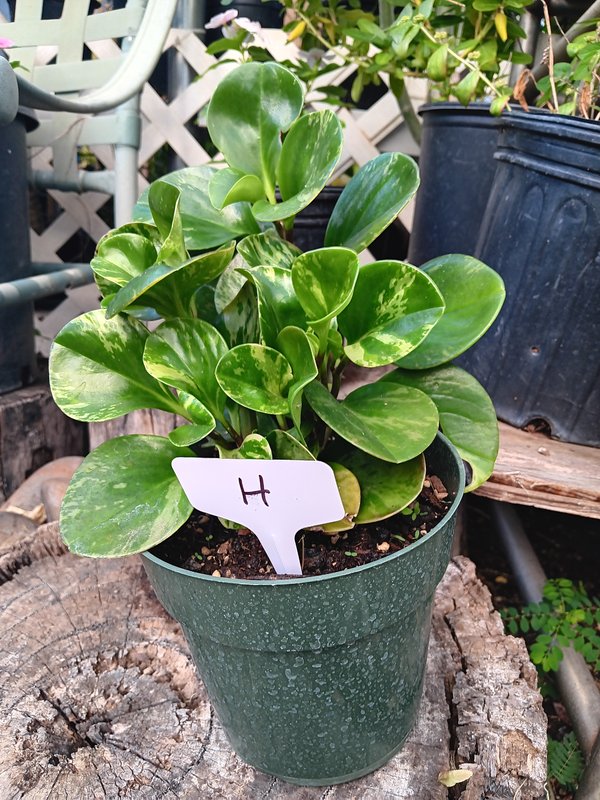 Variegated Peperomia H
