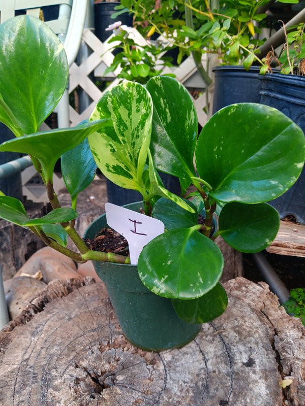 Variegated Peperomia I