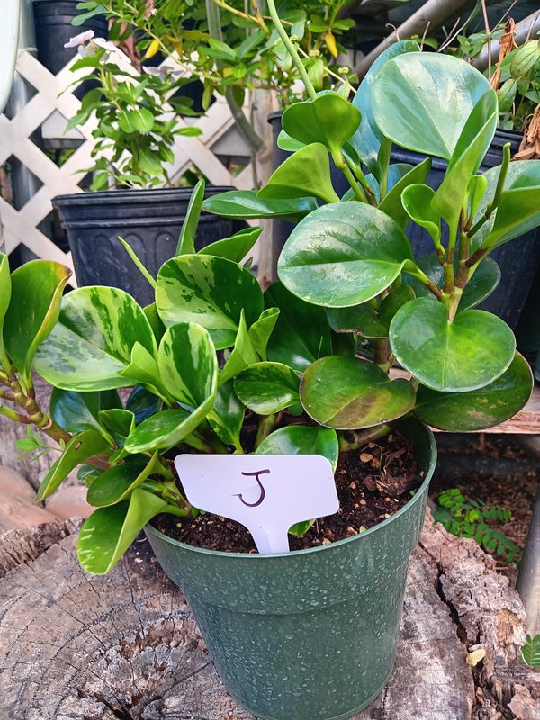 Variegated Peperomia J