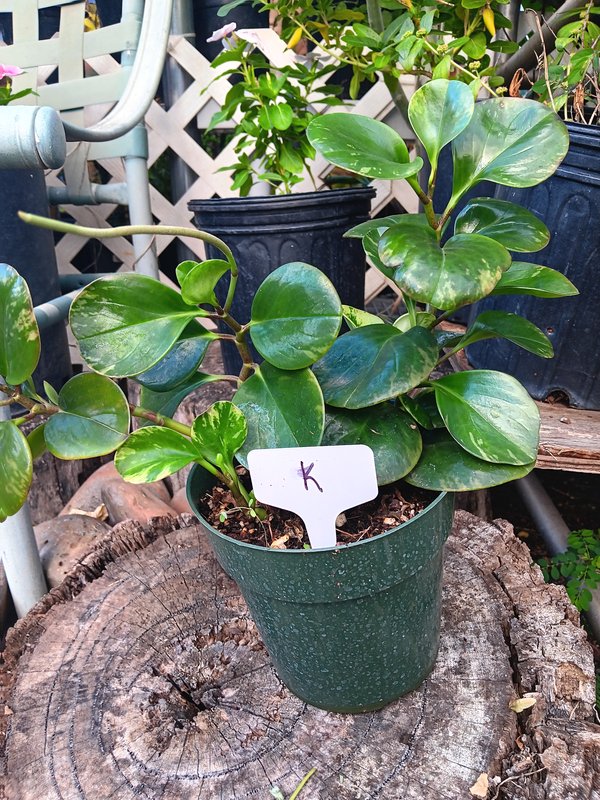 Variegated Peperomia K