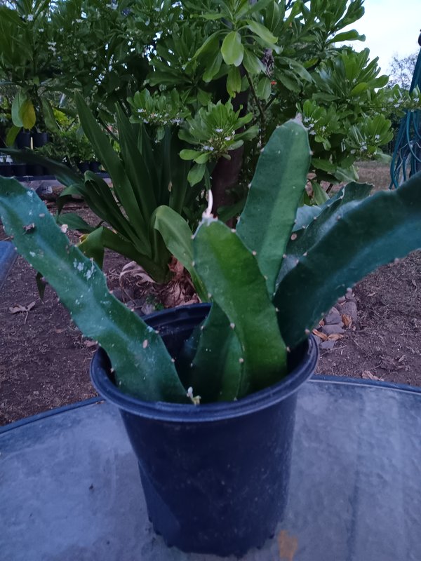 Dragonfruit cuttings