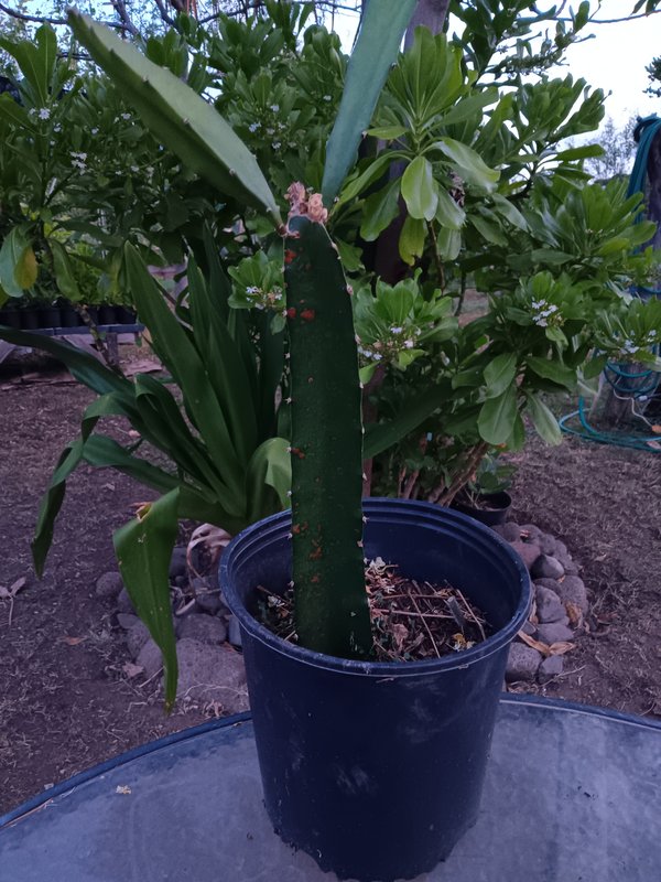 Dragonfruit Mother