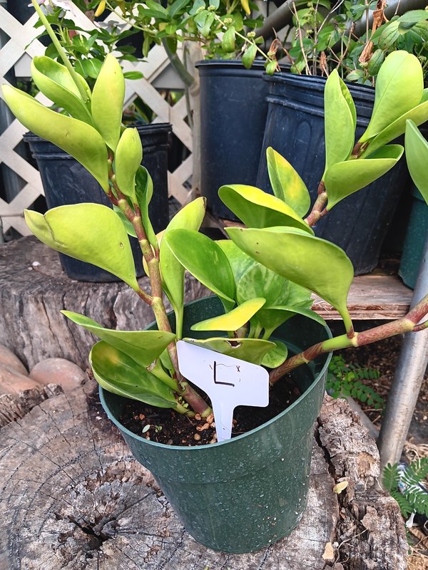 Variegated Peperomia L