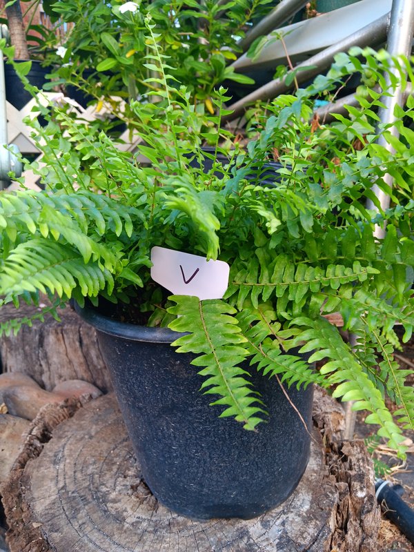 Boston Fern V