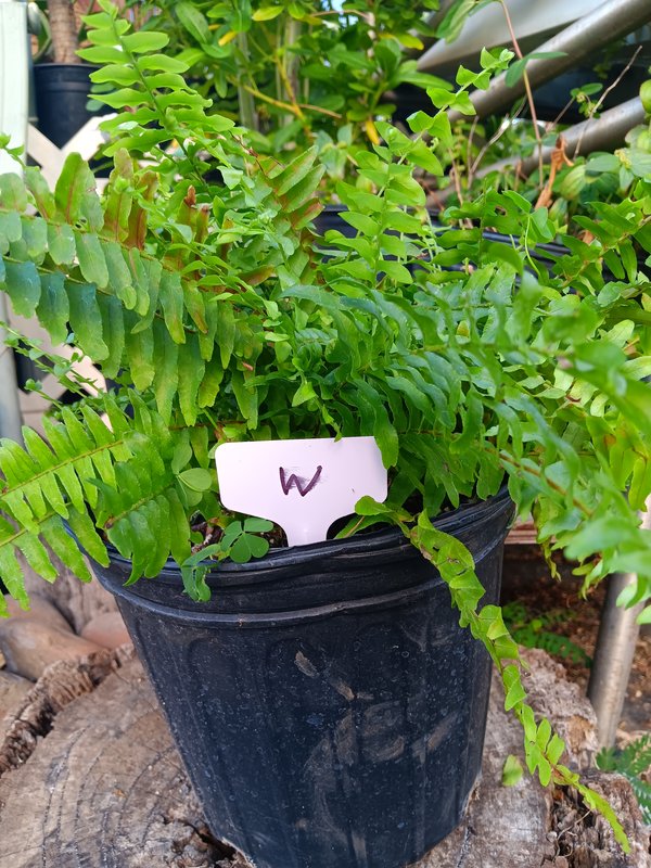 Boston Fern W