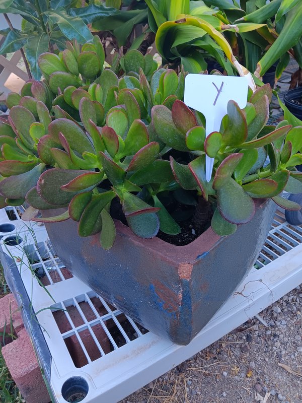 Large Jade Y